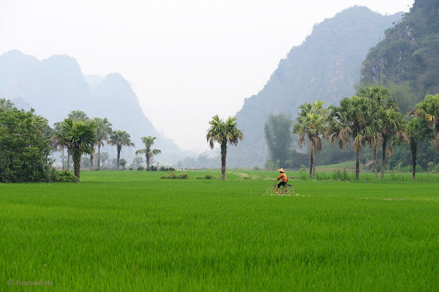 "Rụng rời" Ảnh đẹp làng quê Việt Nam đẹp như tranh vẽ