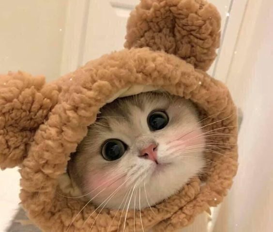 999+ Hình ảnh mèo chibi cute, dễ thương nhất mọi thời đại - Chăm Sóc Thú Cưng