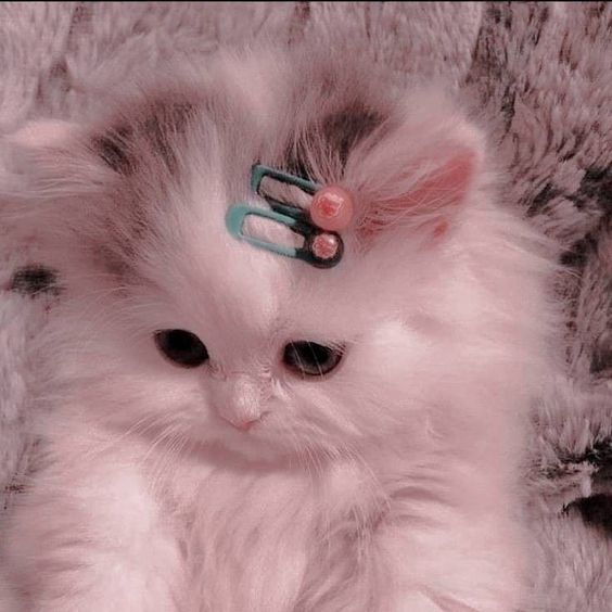999+ Hình ảnh mèo chibi cute, dễ thương nhất mọi thời đại - Chăm Sóc Thú Cưng