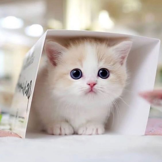 999+ Hình hình ảnh mèo chibi xinh đẹp, xinh tươi nhất từng thời đại - Chăm Sóc Thú Cưng