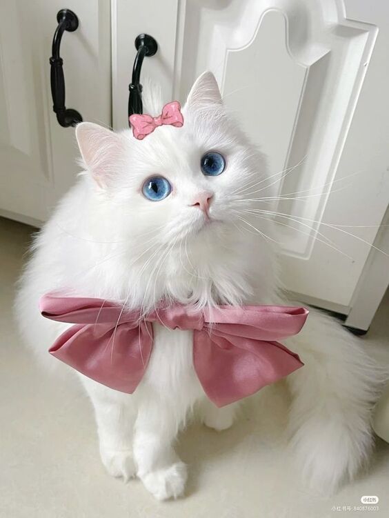 999+ Hình hình họa mèo chibi xinh đẹp, xinh đẹp nhất từng thời đại - Chăm Sóc Thú Cưng