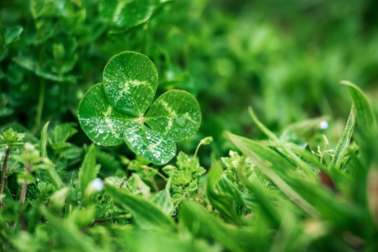 Hình ảnh cỏ bốn lá dễ thương: May mắn, Niềm tin, Hy vọng và Tình yêu