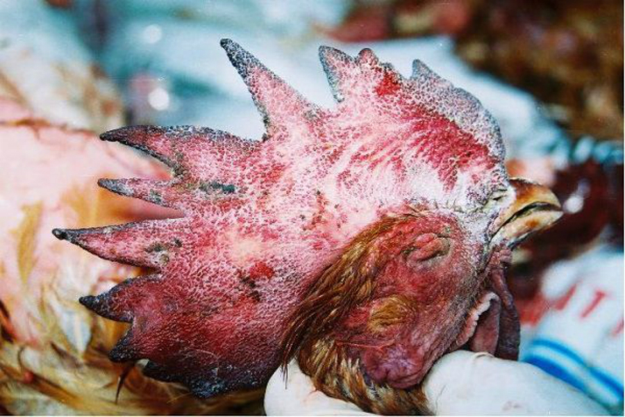 Bệnh tụ huyết trùng ở gà - Bệnh gà | hoinuoiga.vn