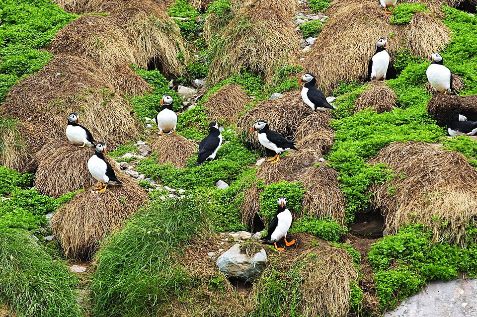 Nền Tổ Chim Mòng Biển Ở Vùng đất Mới Phong Cảnh Tổ Màu đen Kho ảnh & hình ảnh tải về miễn phí - pngtree