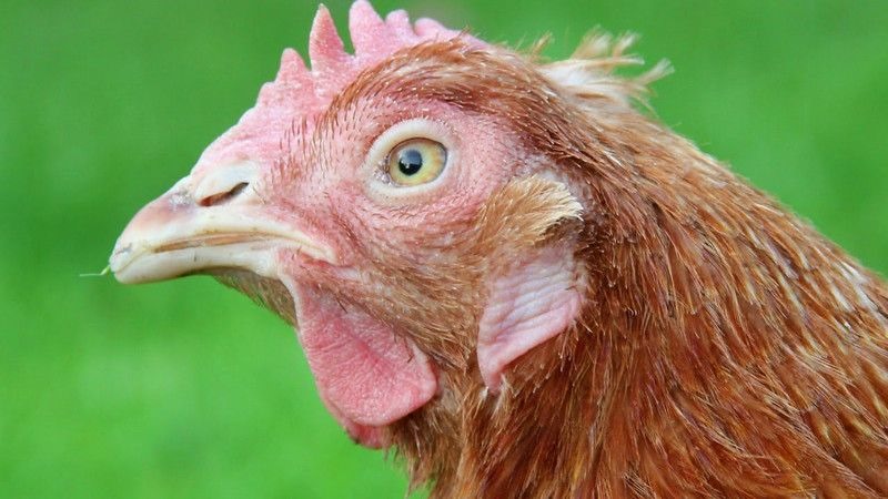 Nguyên nhân và cách điều trị ký sinh trùng qua đường máu ở gà - Thế giới chọi gà