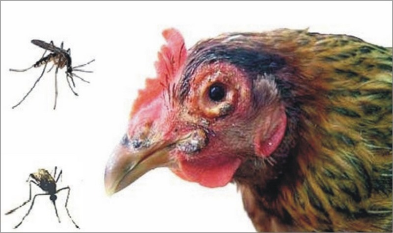 Nguyên nhân và cách điều trị ký sinh trùng qua đường máu ở gà - Thế giới chọi gà