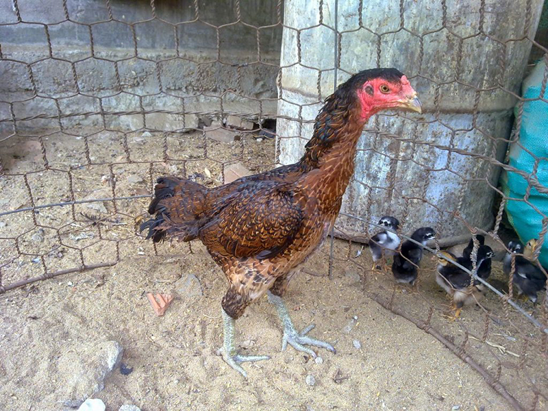 Gà Chọi: một giống gà chọi tao nhã đầy ý chí chiến đấu - Thế Giới Gà Chọi