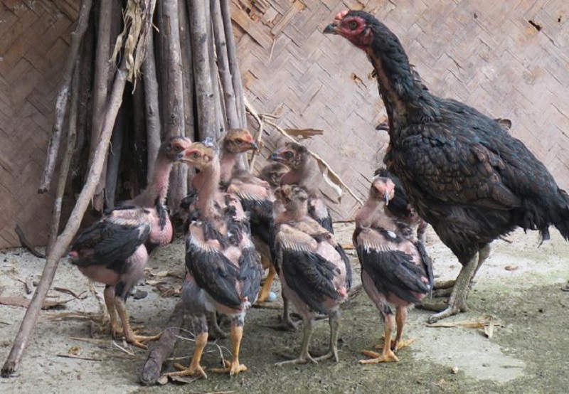 Cách lai tạo gà chọi thuần chủng 1 tháng tuổi từ chuyên gia cocker spaniel