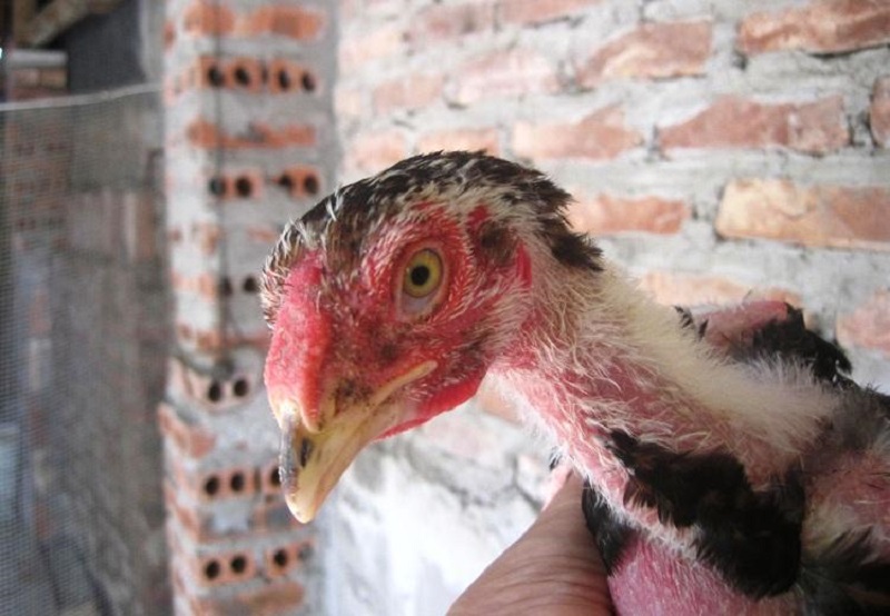 Cách lai tạo gà chọi thuần chủng 1 tháng tuổi từ chuyên gia cocker spaniel