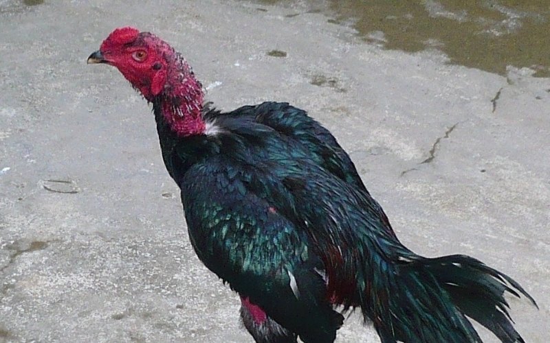 Gà chọi Đô Lương: Tìm hiểu lịch sử, đặc điểm và nghệ thuật chọi gà - Thế giới chọi gà