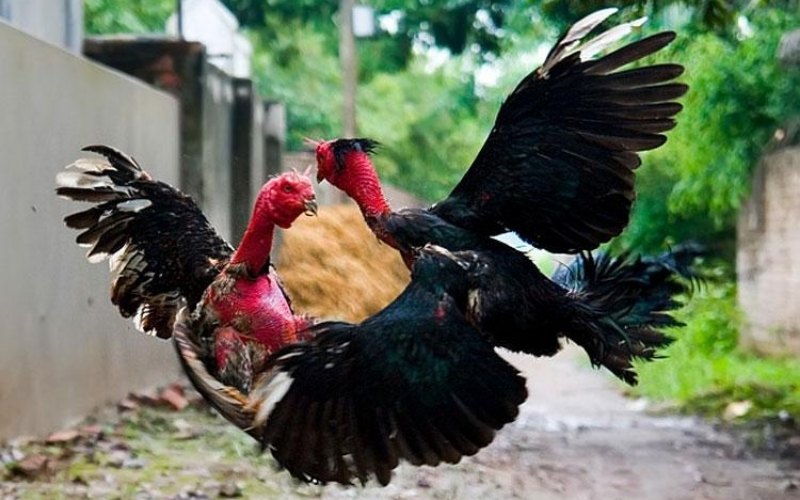 Gà chọi Đô Lương: Tìm hiểu lịch sử, đặc điểm và nghệ thuật chọi gà - Thế giới chọi gà