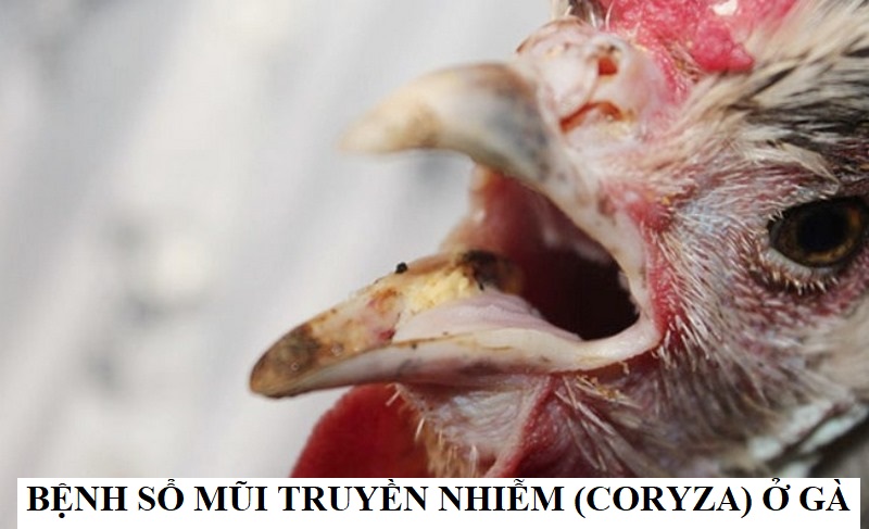 Tìm hiểu về bệnh sổ mũi truyền nhiễm (Coryza) ở gà? - Thế giới chọi gà