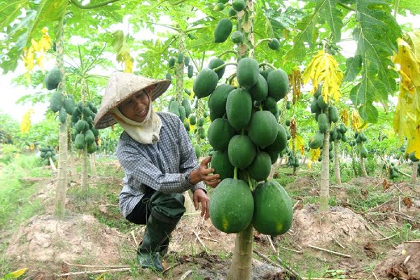 Nằm mơ thấy đu đủ báo hiệu điều gì? Chọn số trúng thưởng