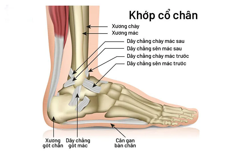 Nguyên nhân chính gây chấn thương cổ chân khi đá bóng và cách giảm thiểu nguy cơ