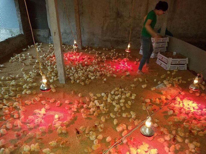 Kỹ thuật ấp gà bằng đèn hồng ngoại. Cách làm chuồng nuôi gà con