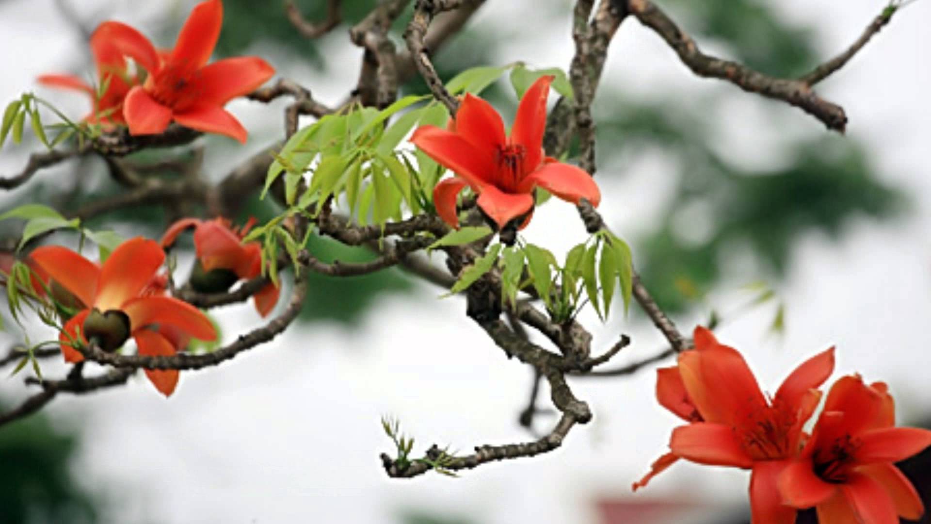 Ý nghĩa hoa Gạo – sức hút của sự chân chất - Cửa hàng hoa tươi May Flower