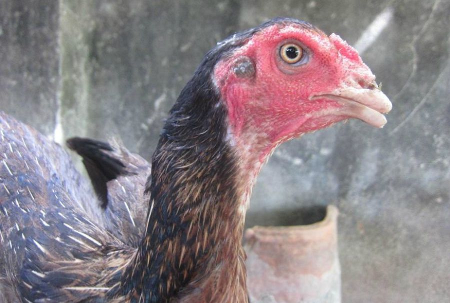Chia sẻ kĩ thuật cắt mỏ gà - Kinh Nghiệm Ấp Trứng
