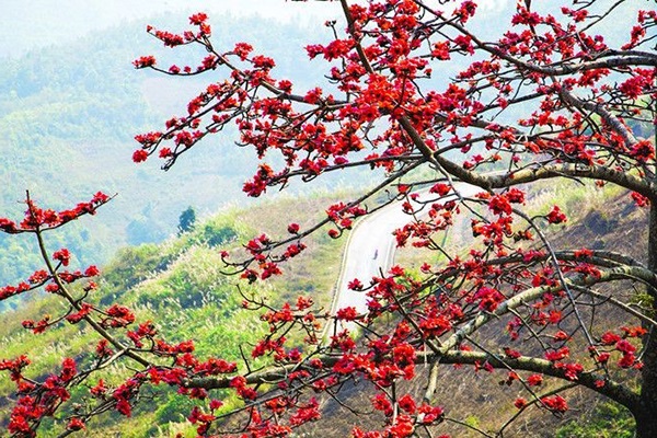 Cây hoa gạo: Hình ảnh, đặc điểm, ý nghĩa loài hoa của tháng 3