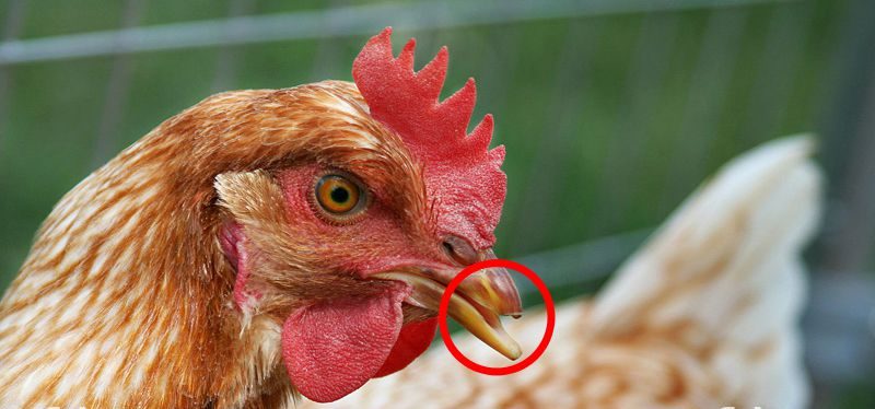 Cách cắt mỏ gà đúng cách mà không gây chảy máu | hoinuoiga.vn