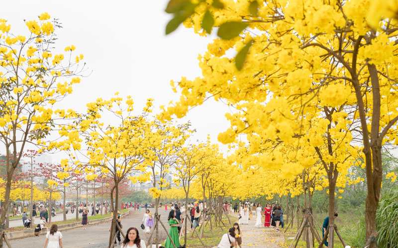 Cây Phong linh - Cây hoa chuông vàng và ý nghĩa thật sự ít ai biết