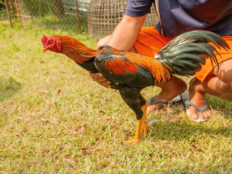 Cách nuôi gà đá chân mạnh, chiến thắng mọi kèo năm 2025