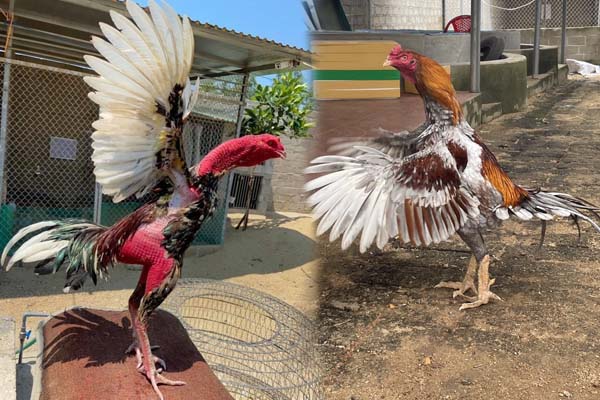 Cách chơi gà chọi - Dành cho người mới bắt đầu - Trại Gà Phong Vân