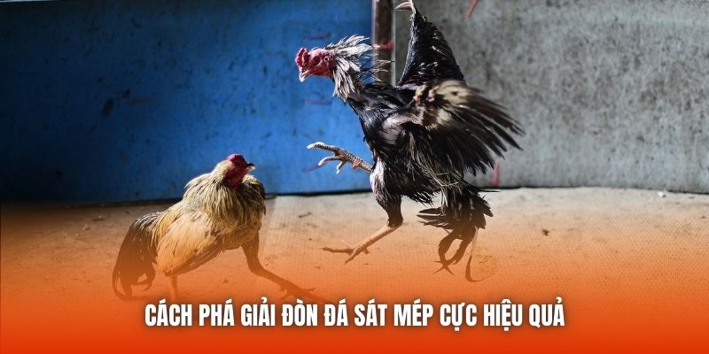 Cách Phá Lối Gà Sát Mép - Bật Mí Các Thông Tin Quan Trọng