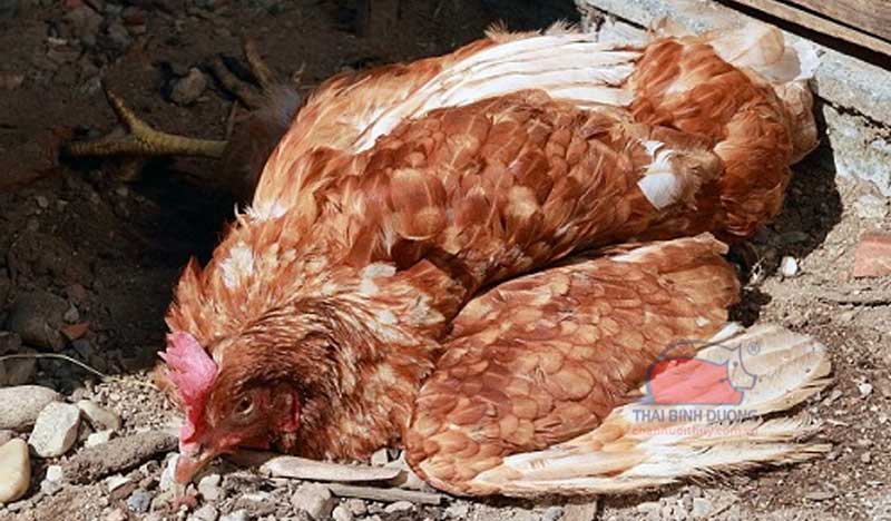 Bệnh cúm gia cầm ở gà: nguyên nhân, biểu hiện và cách điều trị