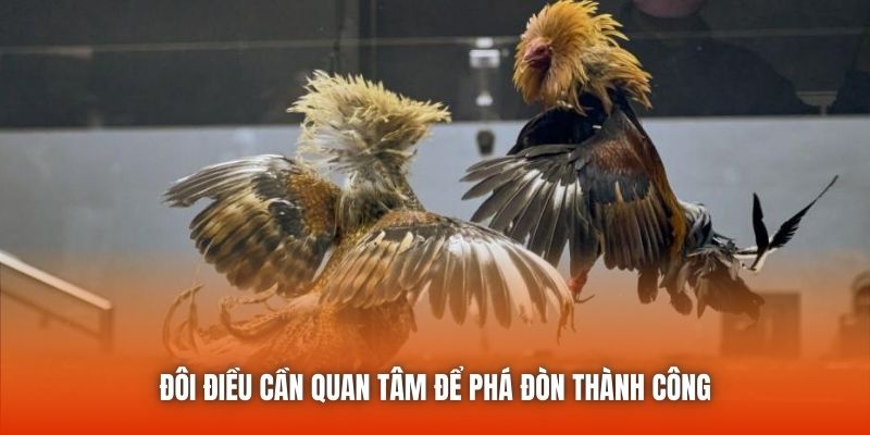 Cách Phá Lối Gà Sát Mép - Bật Mí Các Thông Tin Quan Trọng