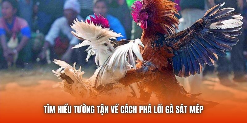Cách Phá Lối Gà Sát Mép - Bật Mí Các Thông Tin Quan Trọng