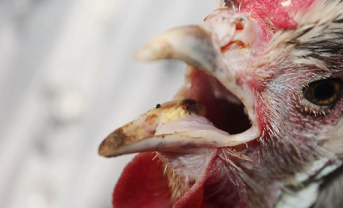 Dấu hiệu nhận biết gà đá thở nhiều