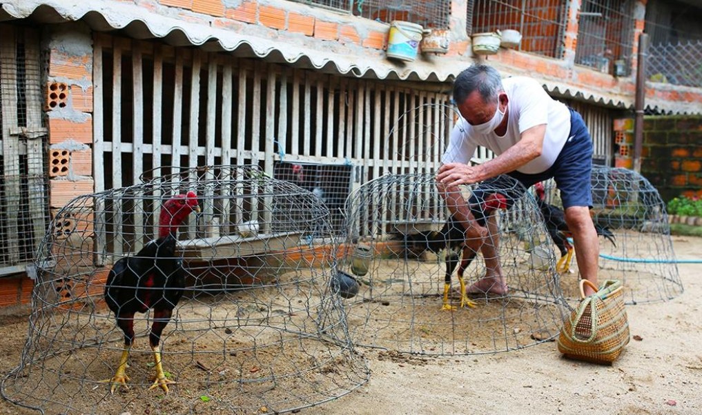 Theo dõi sức khỏe gà đá thường xuyên