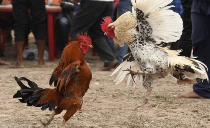 Gà dao thi đấu trên sàn