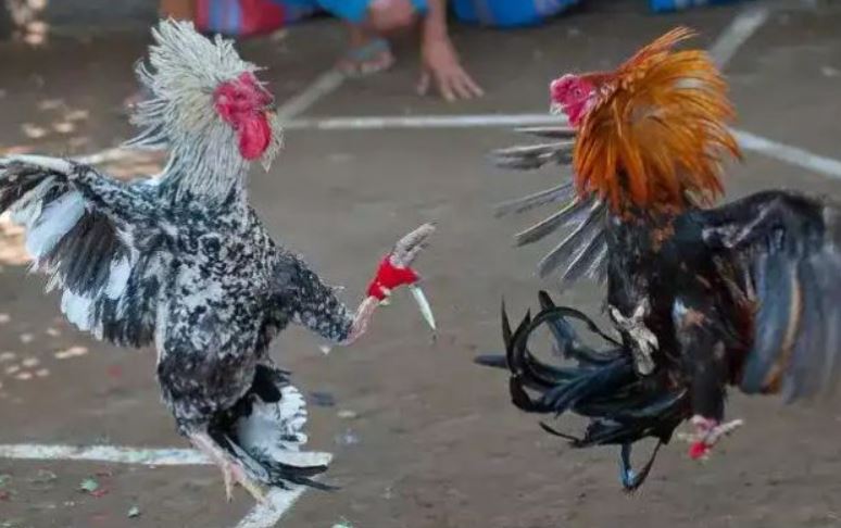 Kinh nghiệm chọn gà dao